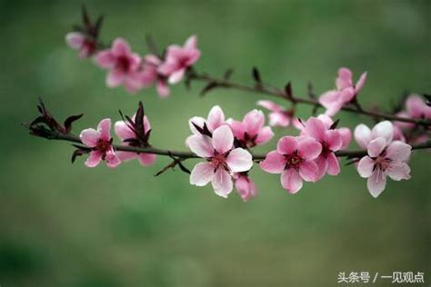 桃花位置|五大「桃花位」，你真的知道在哪麼？